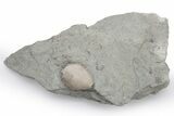 Silurian Cystoid (Caryocrinites) Fossil - Napoleon, Indiana #224942-1